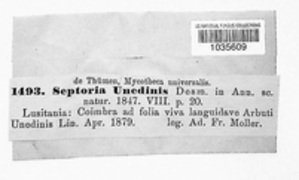Septoria unedinis image